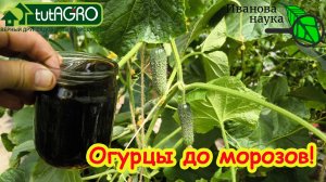 ОГУРЦЫ ОСТАНОВИЛИСЬ В РОСТЕ? ЛИСТЬЯ ЖЕЛТЕЮТ? Вот чем надо подкормить и собирать урожай до морозов.