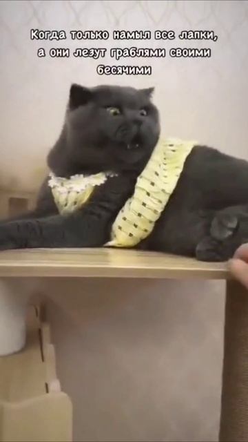 Я же чистенький, хватит меня трогать смотреть онлайн