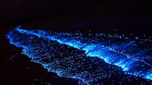 Светится ли Азовское море в августе 2025? Личная проверка