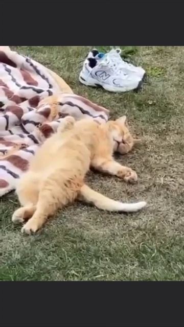 По крайней мере, теперь я могу отдохнуть от вас всех смотреть онлайн