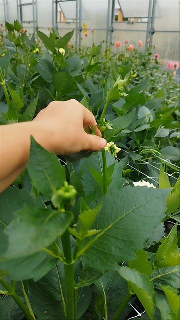 Ежедневный утренний ритуал