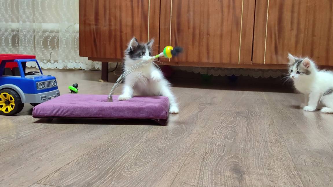 Вот игрушка, которую мы можем подарить нашему котенку, чтобы сделать его счастливым. смотреть онлайн