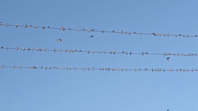 Птичий базар. Интересное явление. Очень много ласточек.