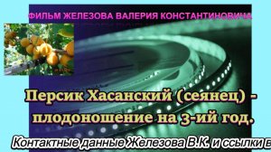 Персик Хасанский (сеянец) - плодоношение на 3-ий год.