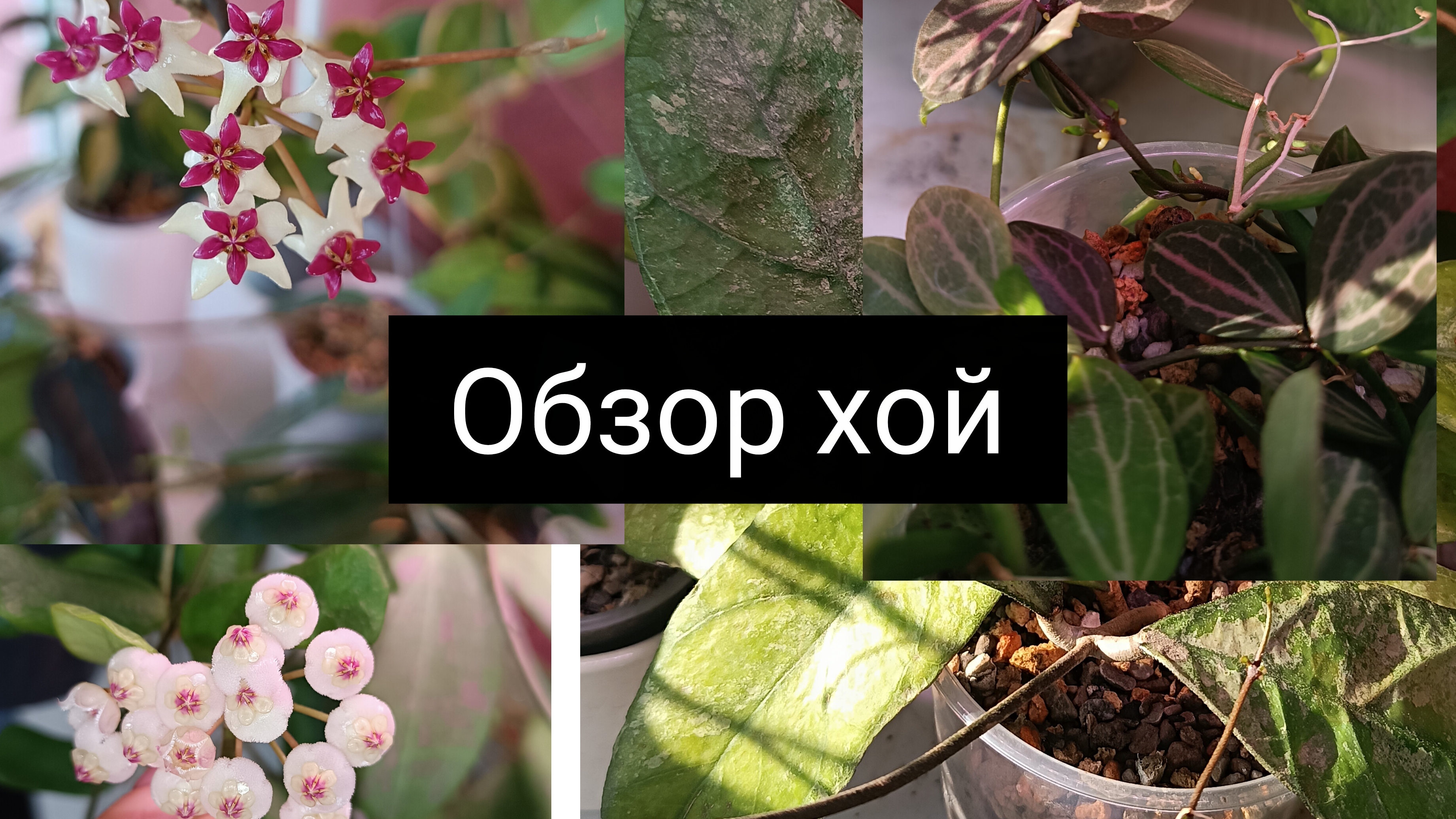 обзор хой смотреть онлайн