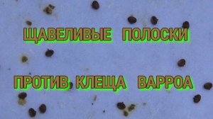 ЩАВЕЛИВЫЕ ПОЛОСКИ,ПРОФИЛАКТИКА ЛЕЧЕНИЯ ВАРАТОЗА