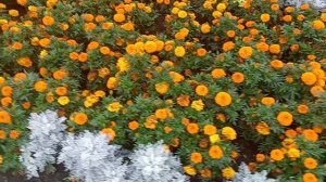 Цветочки в парке 01-08-2025