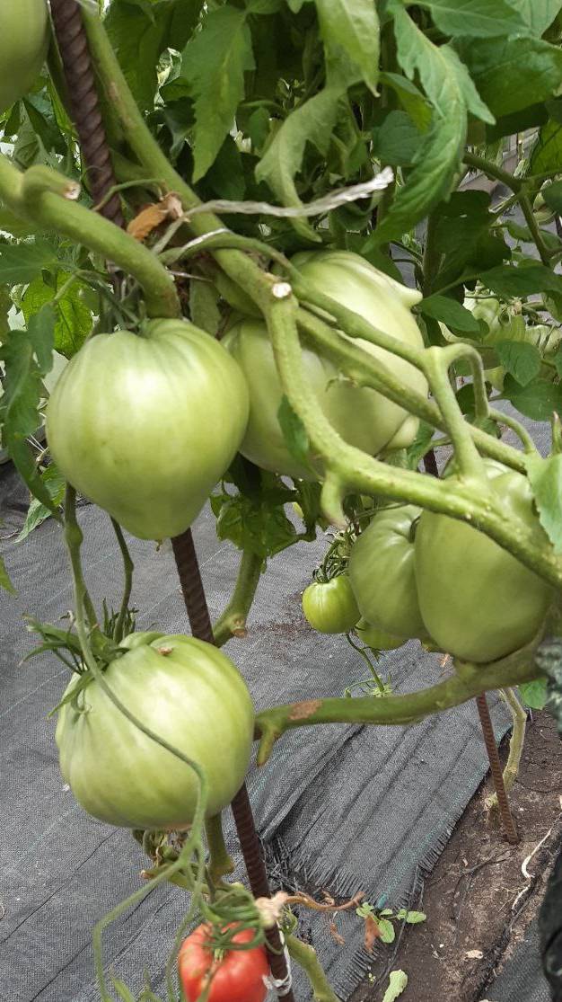 ТОМАТ ГРАЖДАНСКАЯ ВОЙНА КИМ - ОБЗОР СОРТА ОТ 20 ИЮЛЯ смотреть онлайн