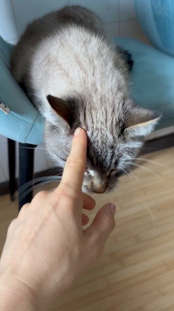 В эфире кошка Лили.