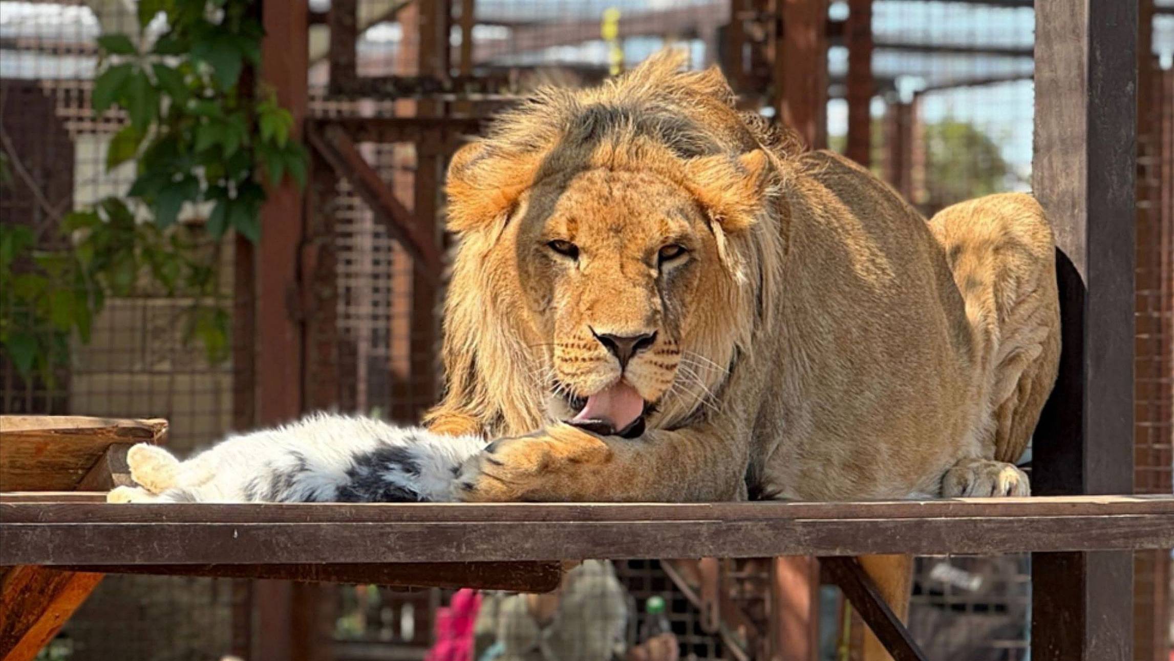 Портфолио царя и королевы. ШЕРХАН и СИМОЧКА фотомодели. смотреть онлайн