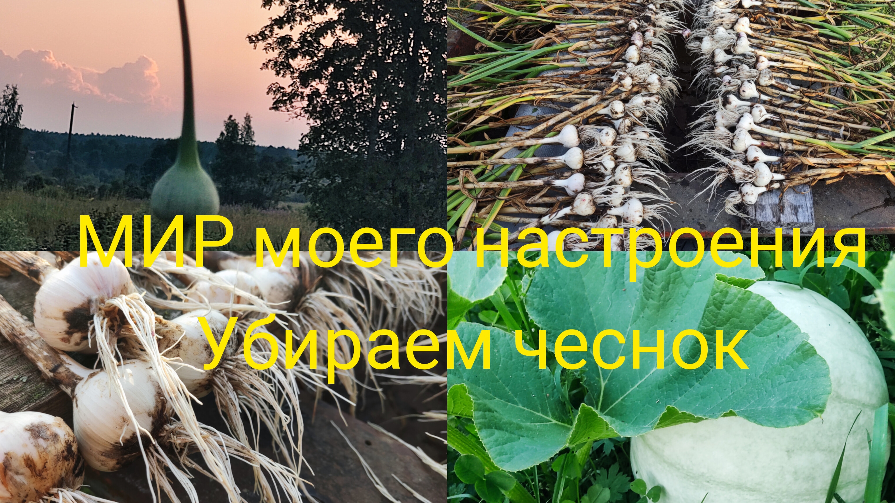 31.07.25 Дача Выборг.Пора собирать чеснок. смотреть онлайн