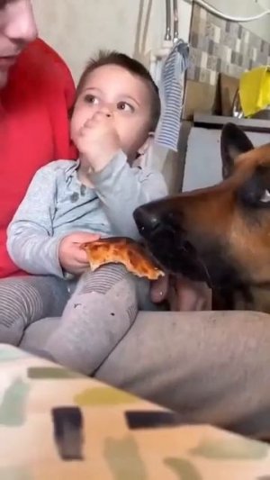 Собаки-бесяки