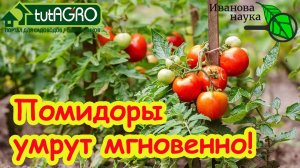 ЭТИ ТРИ ПОДКОРМКИ ПОГУБЯТ ВЕСЬ УРОЖАЙ! Никогда не используйте эти средства на томатах и огурцах.