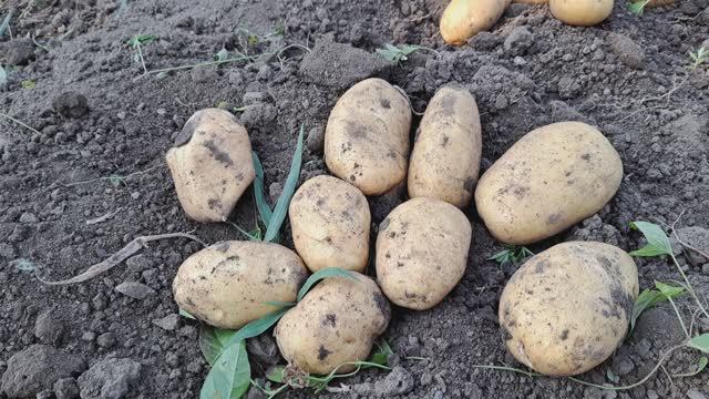 картофель 🥔 Бернина!!! смотреть онлайн