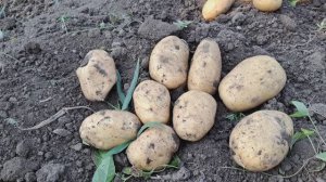 картофель 🥔 Бернина!!!