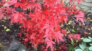 Как создать японский уголок у себя в саду🏡?