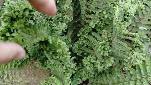 Щитовник мужской 'Криспа Кристата' (Dryópteris fílix-mas Crispa Cristata) оказался спороносный. 2025