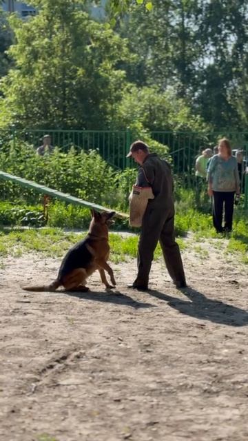 1 Оч/хор Atsel Hof OSKAR +++ №8. КЧК ТОБОЛЬСК 21 июня`25 Моно немецких овчарок