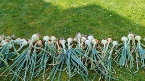 11-08-2025.Дача.Гром и молния..град..Лук эксибишен снимаю урожай.