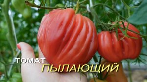 Томат ПЫЛАЮЩИЙ. Обзор сортов ТОМАТОВ!
