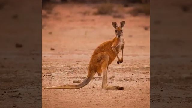 Рыжий кенгуру