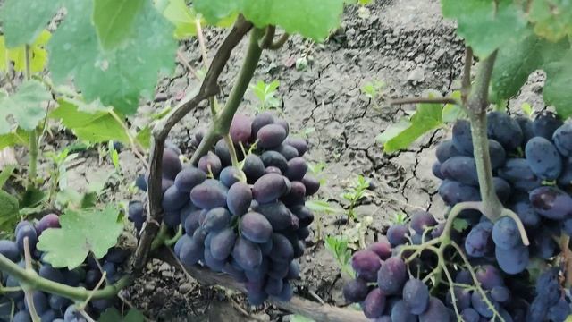 Обзор некоторых ранних сортов винограда