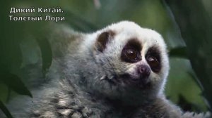 Толстый Лори. Дикий Китай #документальный фильм