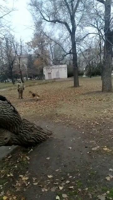 Гера, команды сидеть, стоять, лежать