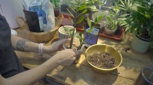 Как применять удобрение Osmocote 5? Пошаговая инструкция