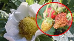 Ягоды клубники сохнут на кустах - Это трипс! Как защитить клубнику от трипса.