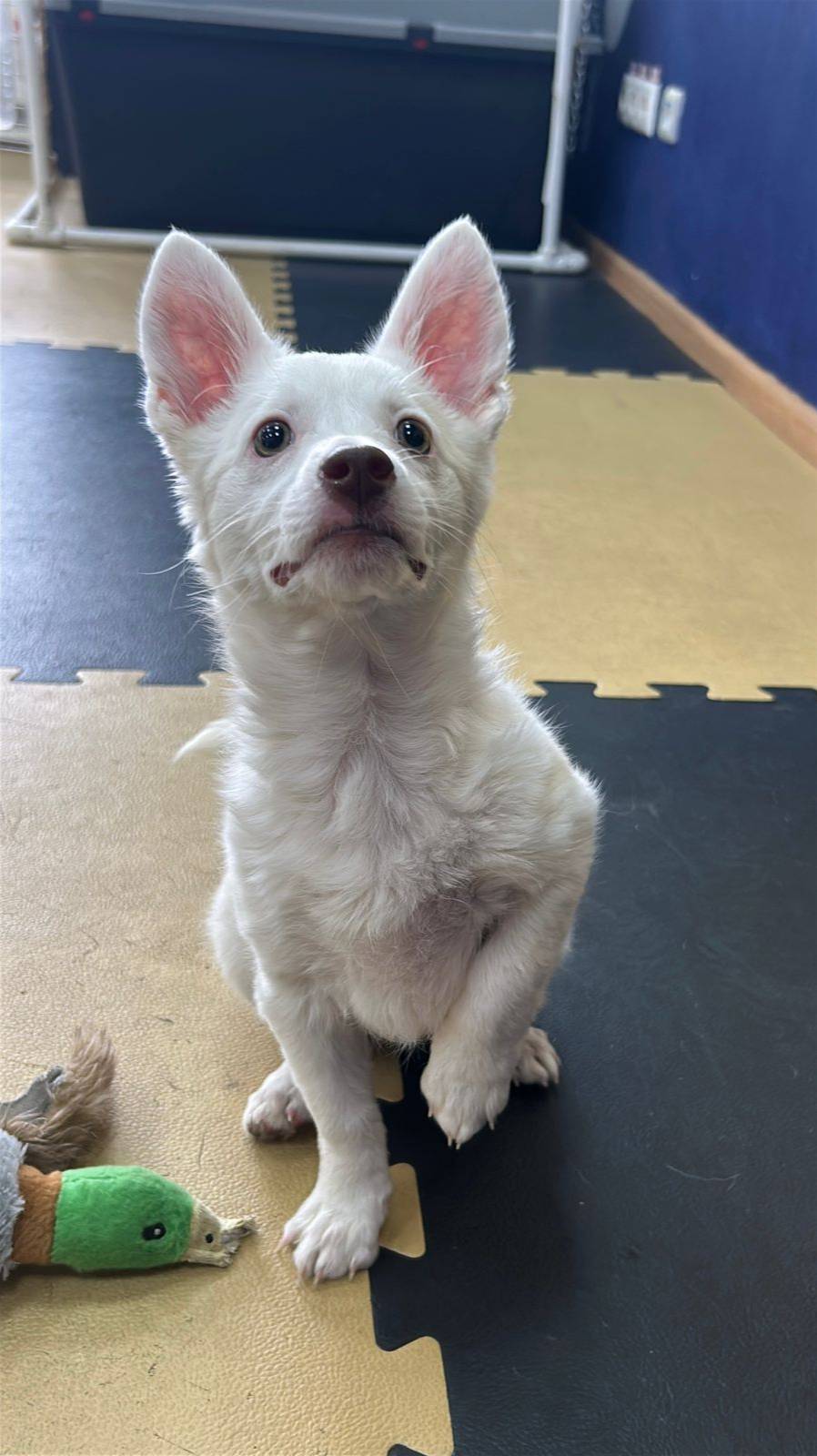 Несравненная Незабудка