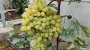 ИНТЕРЕСНАЯ НОВИНКА ОТ КАЛУГИНА!!! 🍇🍇🍇 Telegram, WhatsApp и Vlber +79528500417.Тел. +79054033245.