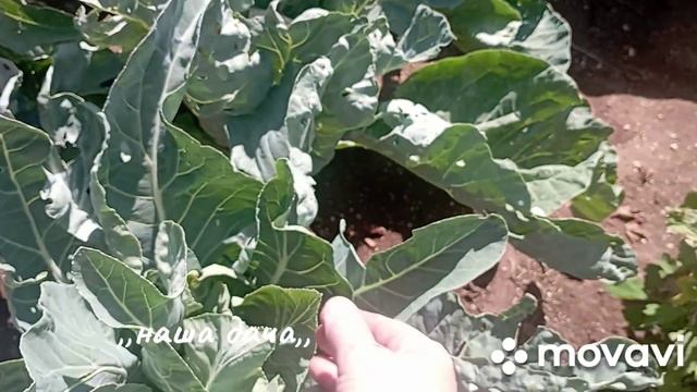 приехала на дачу обзор огорода в конце июля смотреть онлайн