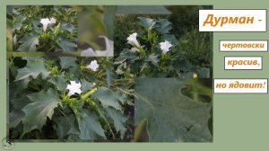 Дурман-трава распускает цветы на закате. Красива, но ядовита. Июль-август 2025
