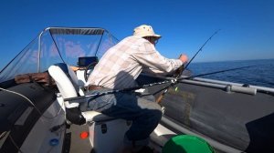 Камбала  , белое море.