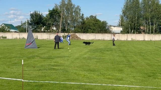 2 место Каретникова Елена, № 8 ERS v. Kayman Немецкая овчарка 178 баллов