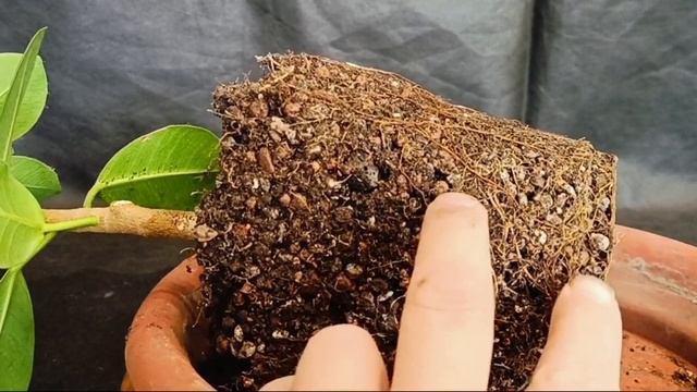 √1,2,3 фикус Формоза черенок