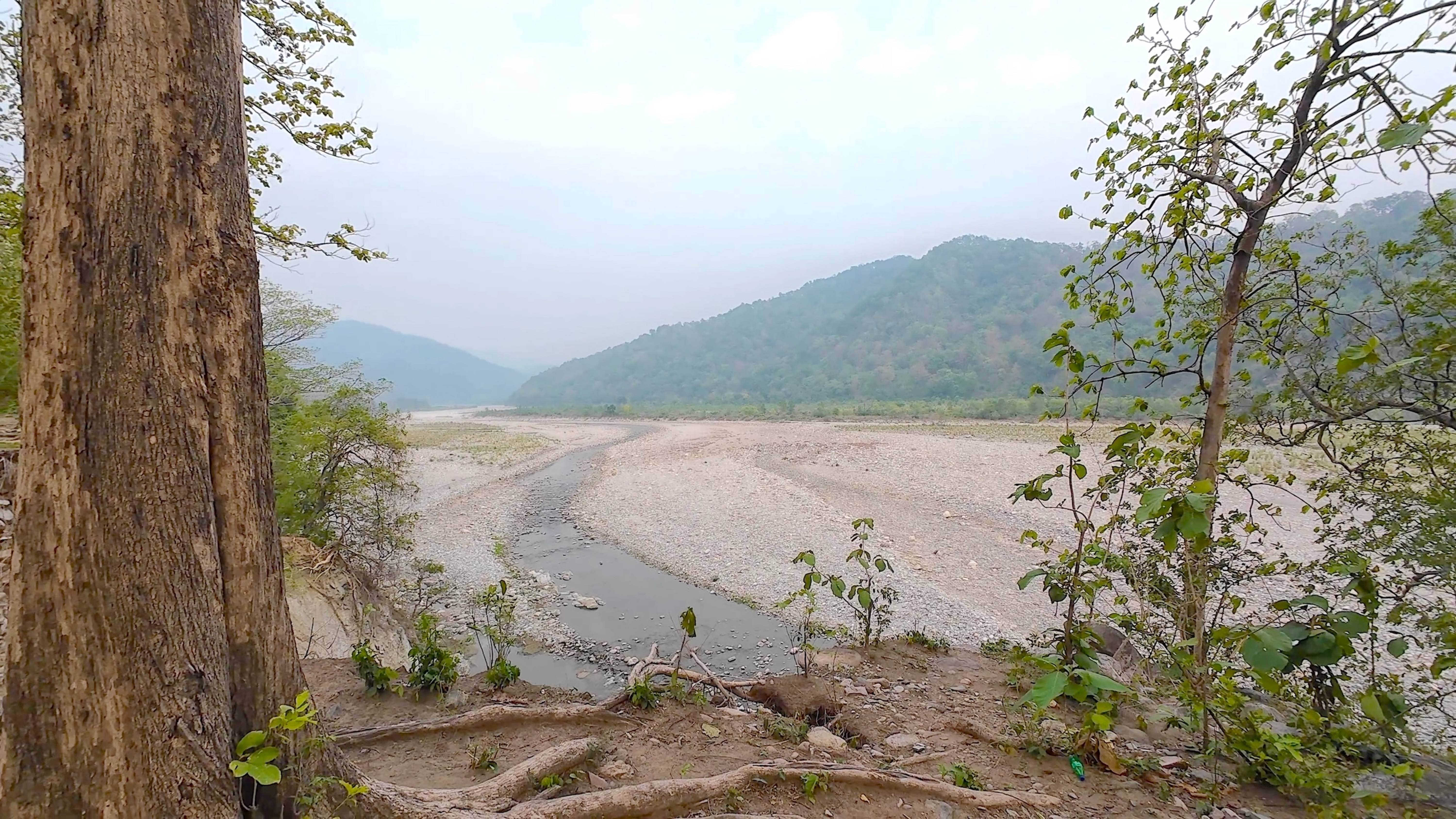 Tiger Forest, Drive To Corbett, Travel, India #olliwonder