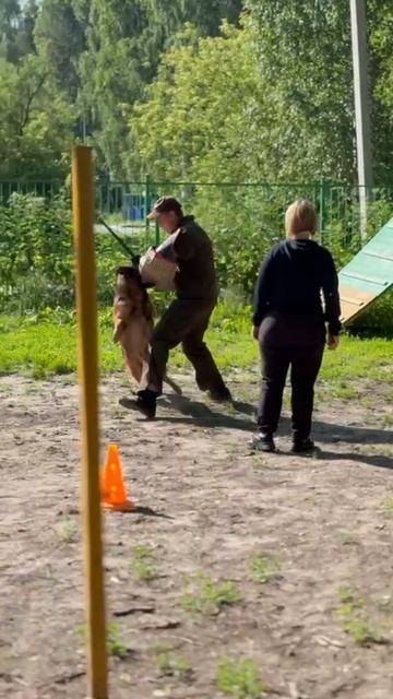 2 Отл. СС Марвил Юнион ТОР +++ №10. КЧК ТОБОЛЬСК 21 июня`25 Моно немецких овчарок