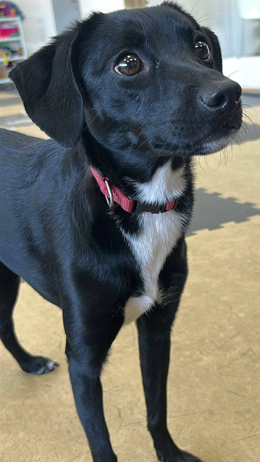 Утонченная Лазанья