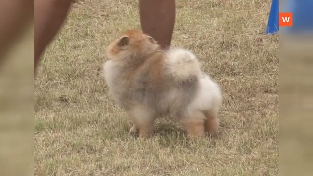 Ретроспектива-2016: выставка собак «Окно в Европу» смотреть онлайн