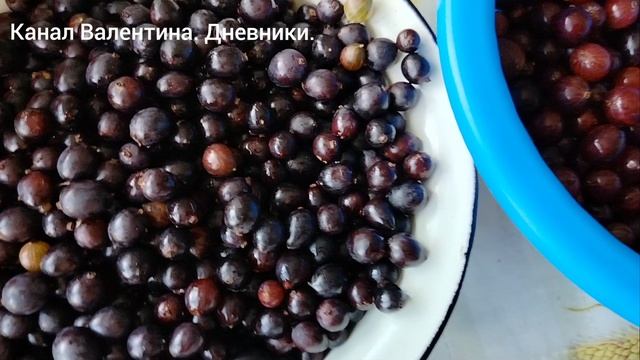 какой вырос, такой и чищу. мелкий крыжовник. будет на зиму компот смотреть онлайн
