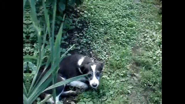 Valen-vai /Take care of animals. смотреть онлайн