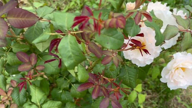 Роза Свит Блонди.