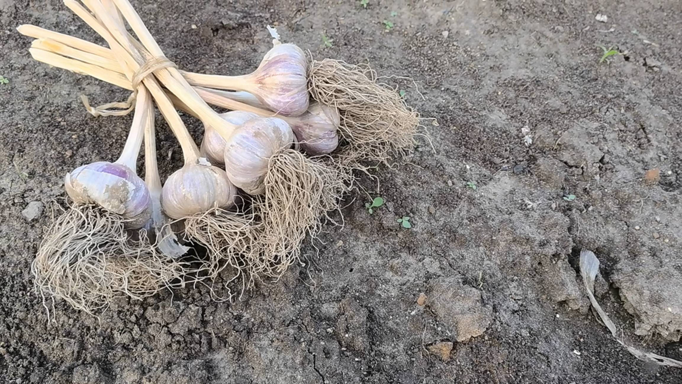 Что посеять после уборки чеснока? 8 культур, которые стоит посадить на грядке после чеснока смотреть онлайн