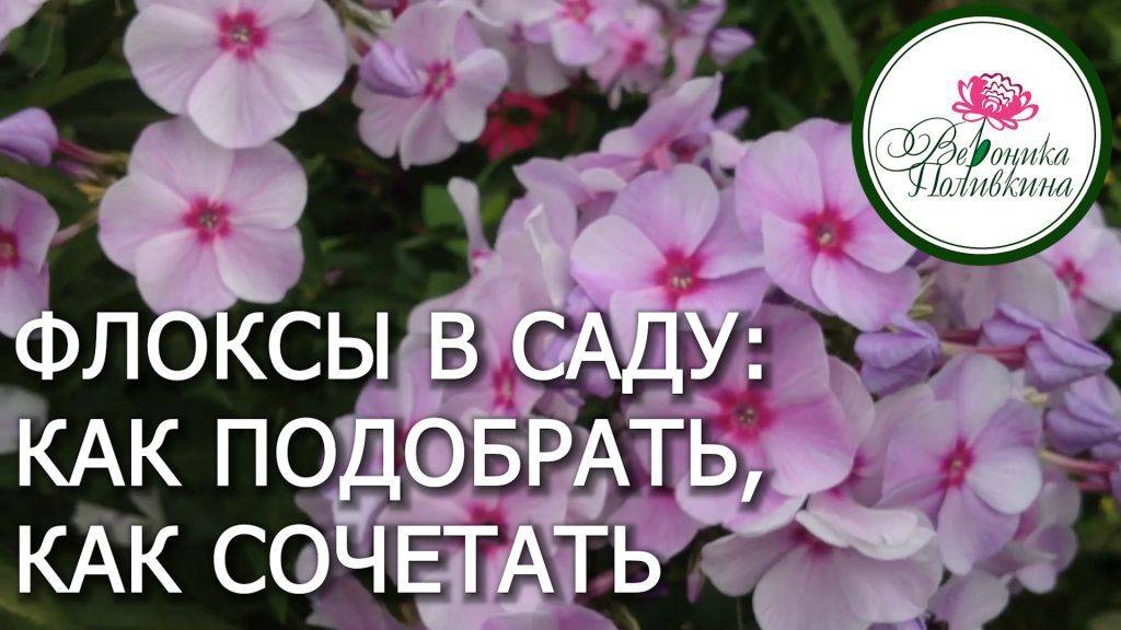 ФЛОКСЫ ДЛЯ САДА: КАК ПОДОБРАТЬ И КАК СОЧЕТАТЬ МЕЖДУ СОБОЙ смотреть онлайн