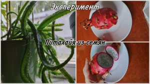 Выращиваю Питахайю(драконий фрукт) из семян.Эксперимент. Как растет питахайя спустя 10 месяцев