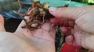 ГОРЕ ЦВЕТОВОД, но РЕЗУЛЬТАТЫ ВПЕЧАТЛИЛИ! #лилии #размножениелилий #лилииизчешуек #цветы #луковицы