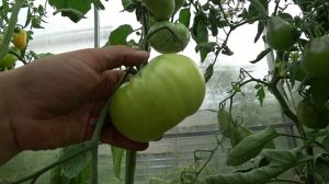 Обзор томатов. Зеленые сорта