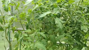 02-08-2025 не много о сорте огурцов ТЁЩА.